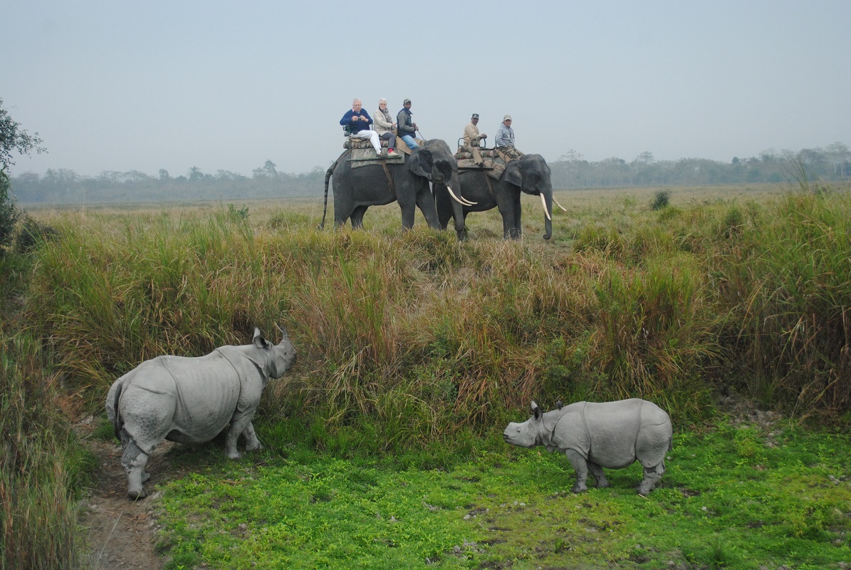 Assam, Wildlife in Assam, Awesome Assam, Assam Tourism, Assam Culture, Assam, Tiger Spotted in Assam, Cuisine of Assam, Assamese Culture, Tourism in Assam, Where to go in Assam, What to do in Assam, What to eat in Assam