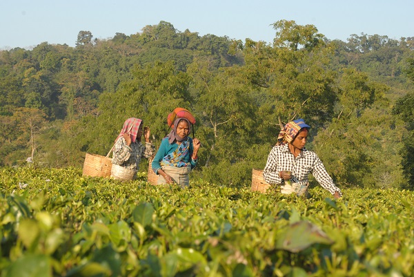 Assam, Wildlife in Assam, Awesome Assam, Assam Tourism, Assam Culture, Assam, Tiger Spotted in Assam, Cuisine of Assam, Assamese Culture, Tourism in Assam, Where to go in Assam, What to do in Assam, What to eat in Assam