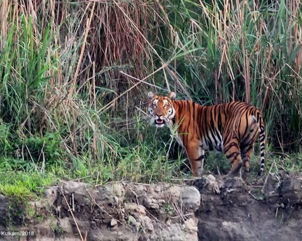 Assam, Wildlife in Assam, Awesome Assam, Assam Tourism, Assam Culture, Assam, Tiger Spotted in Assam, Cuisine of Assam, Assamese Culture, Tourism in Assam, Where to go in Assam, What to do in Assam, What to eat in Assam