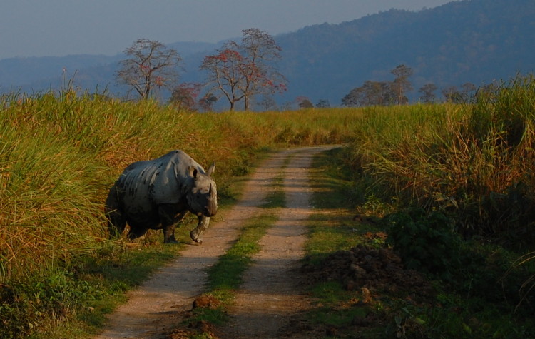 Assam, Wildlife in Assam, Awesome Assam, Assam Tourism, Assam Culture, Assam, Tiger Spotted in Assam, Cuisine of Assam, Assamese Culture, Tourism in Assam, Where to go in Assam, What to do in Assam, What to eat in Assam