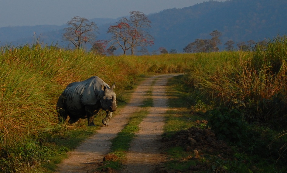 Assam, Wildlife in Assam, Awesome Assam, Assam Tourism, Assam Culture, Assam, Tiger Spotted in Assam, Cuisine of Assam, Assamese Culture, Tourism in Assam, Where to go in Assam, What to do in Assam, What to eat in Assam